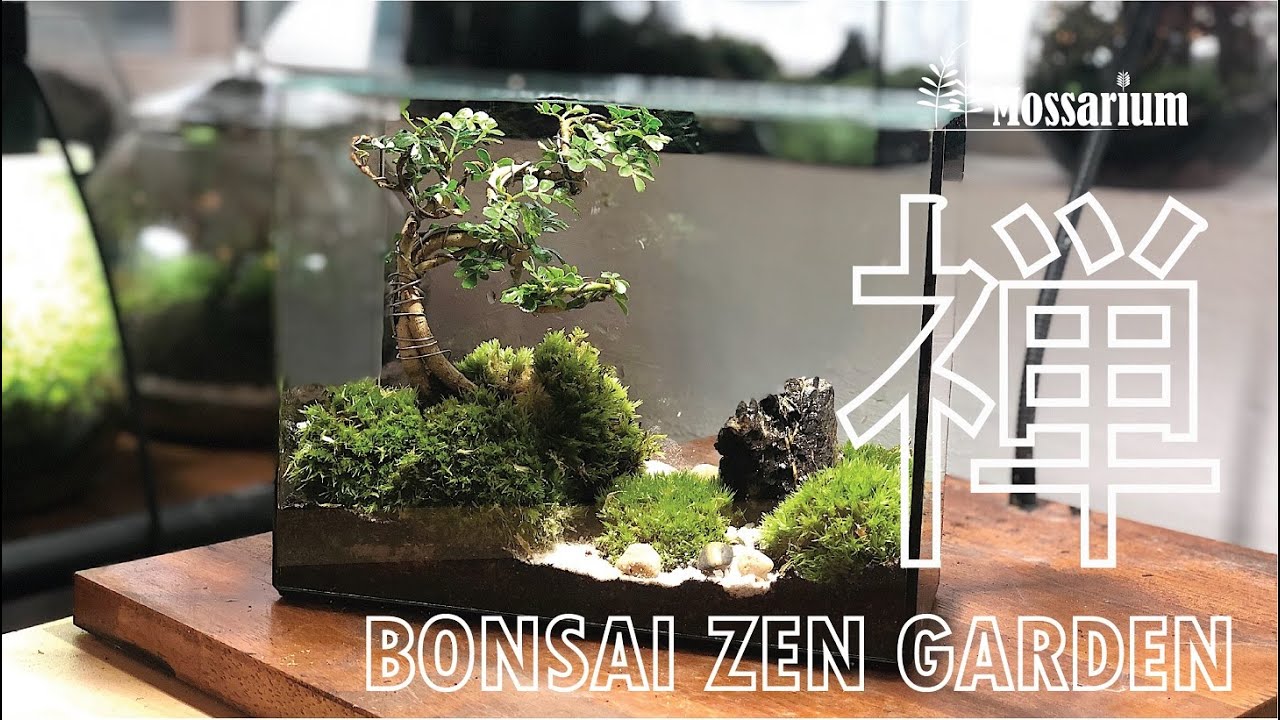 How a Bonsai Zen Garden DIY pack - YouTube