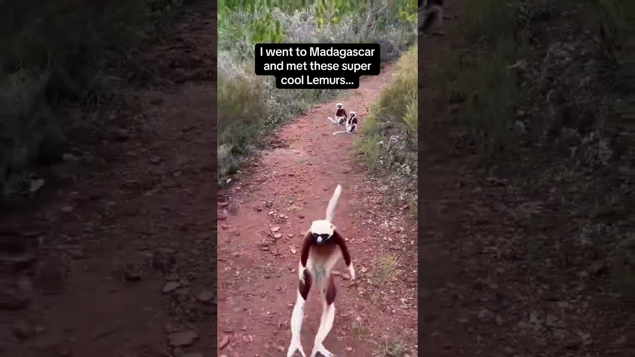 26. Wait which one is the real King Julien⁉️🤔 