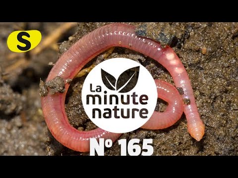 Vidéo: Le Bonheur JAMMA De La Salamandre