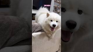 TOP 5 FILHOTES QUE PARECEM URSINHO DE PELÚCIA. #shortvideo #dog #cachorro #pets