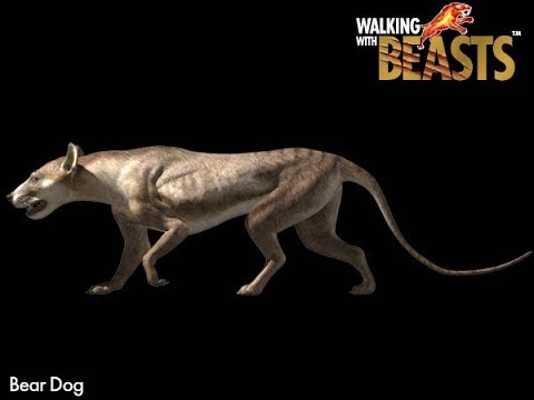 TRILOGY OF LIFE - Walking with Beasts - "Bear-Dog" (Cynodictis elegans) -  YouTube