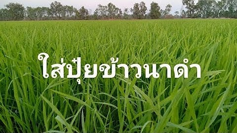ข้าวนาดำ ใส่ปุ๋ยแบบไหนให้ได้ผลผลิตสูง #farming #สูตรปุ๋ย #agriculture #ข้าวปลักดำ