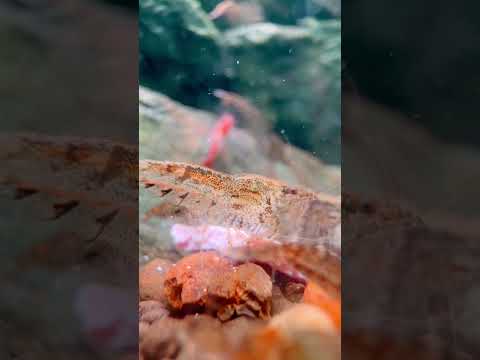 Shrimp doing there best making thee Aquascape tanks look the best