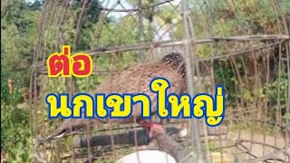 นกเขาใหญ่