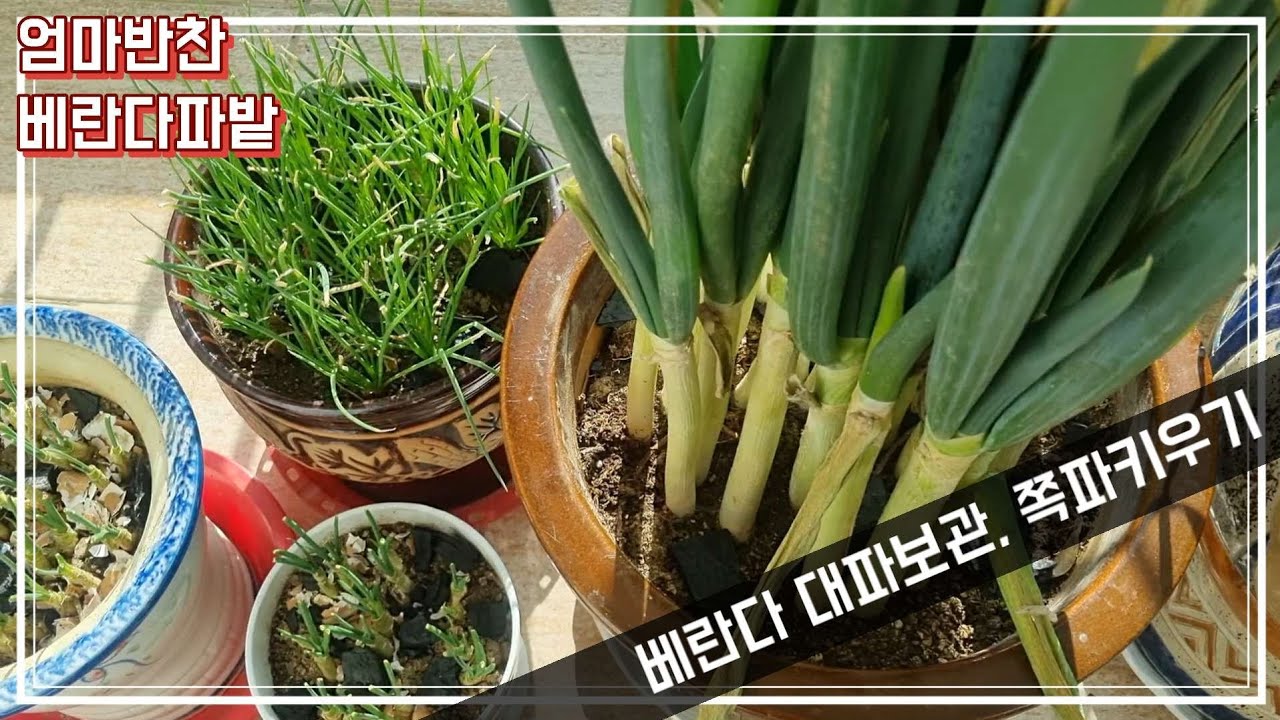 [엄마반찬] 우리집 베란다 파밭♡ 대파 보관법 & 쪽파 키우기♡ 겨울 파테크~ - YouTube