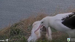 Royal Albatross - WYL 💙 is back and delivers a feed with noticeable large pieces 🦑🐙🦑