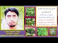 Dharaik Kay Darakht Kay Istimalat Fawaid Aor Nuqsan Chinaberry Tree Uses Benefits And Sideeffects
