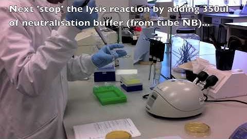 Plasmid preparation