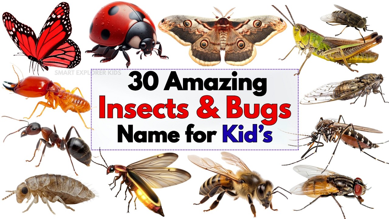 30 Insects & Bugs names in English for Kids 🐞 | STEM Early Learning ...