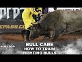 The difference between bucking bulls and fighting bulls