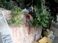 Drunk Russian Climbing A Wall Gives Us The LOL Of The Day