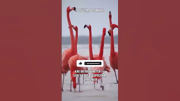 Почему фламинго розовый?