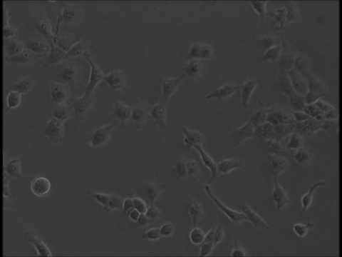 MDA-MB-231 cells