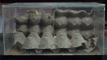 Ant Turn Lane: Chevron Markers Reduce Crashes? ⬇️