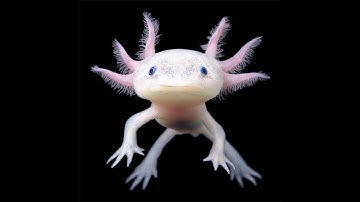 [UZDOOM] Hideous Destructor Abscission map02 attempts