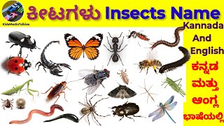 Insects Name|| ಕೀಟಗಳು||30 Insects Name in Kannada And English #insects #ಕೀಟ #insectsnames