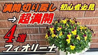フィオリーナ Youtube