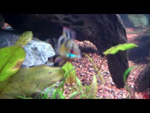 My Freshwater Aquarium