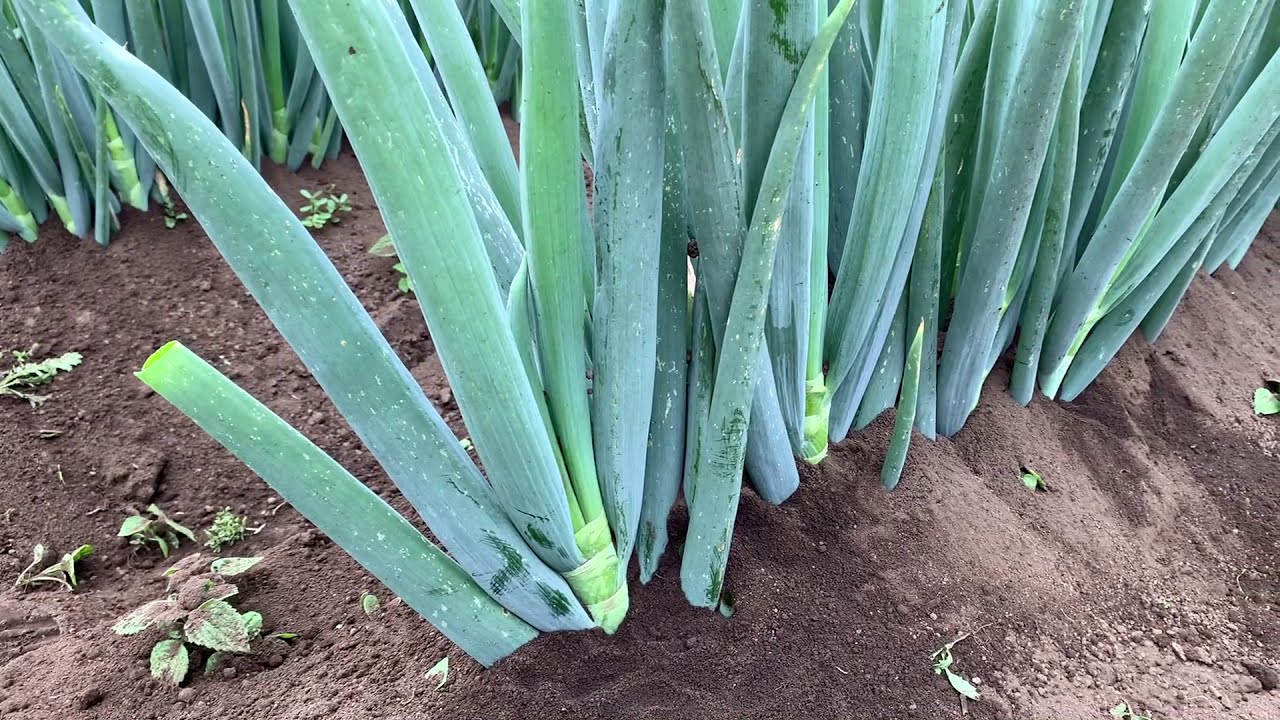 長ネギの土寄せ　雑草と病害虫　20/7/16