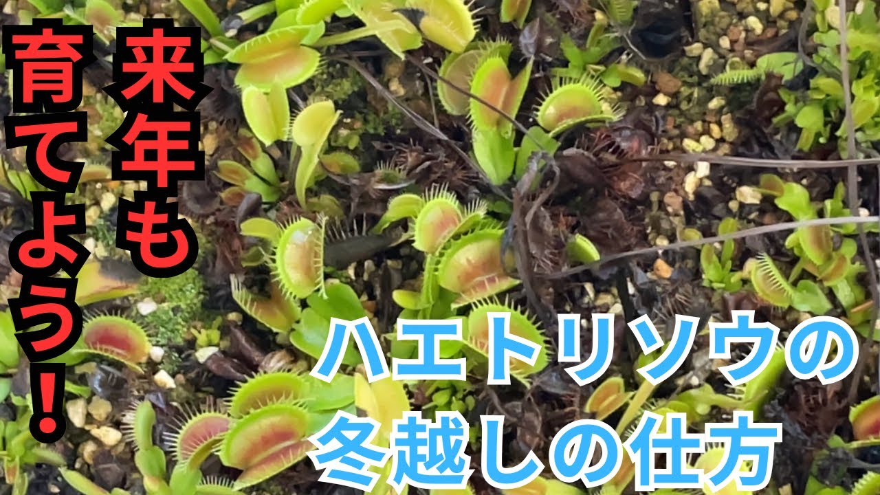 [食虫植物]ハエトリソウの冬越し管理の仕方