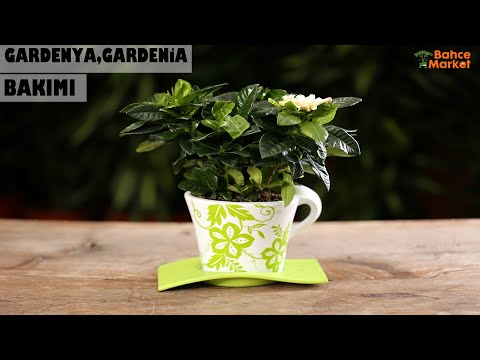 Video: Houseplant Bahar Bakım Kılavuzu: Bahar Houseplant Bakımı