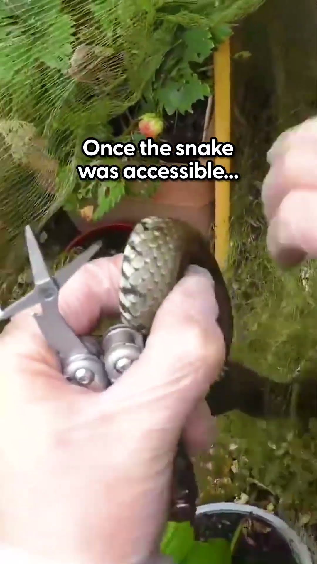 Stuck Snake Needed A Little Human Help | The Dodo