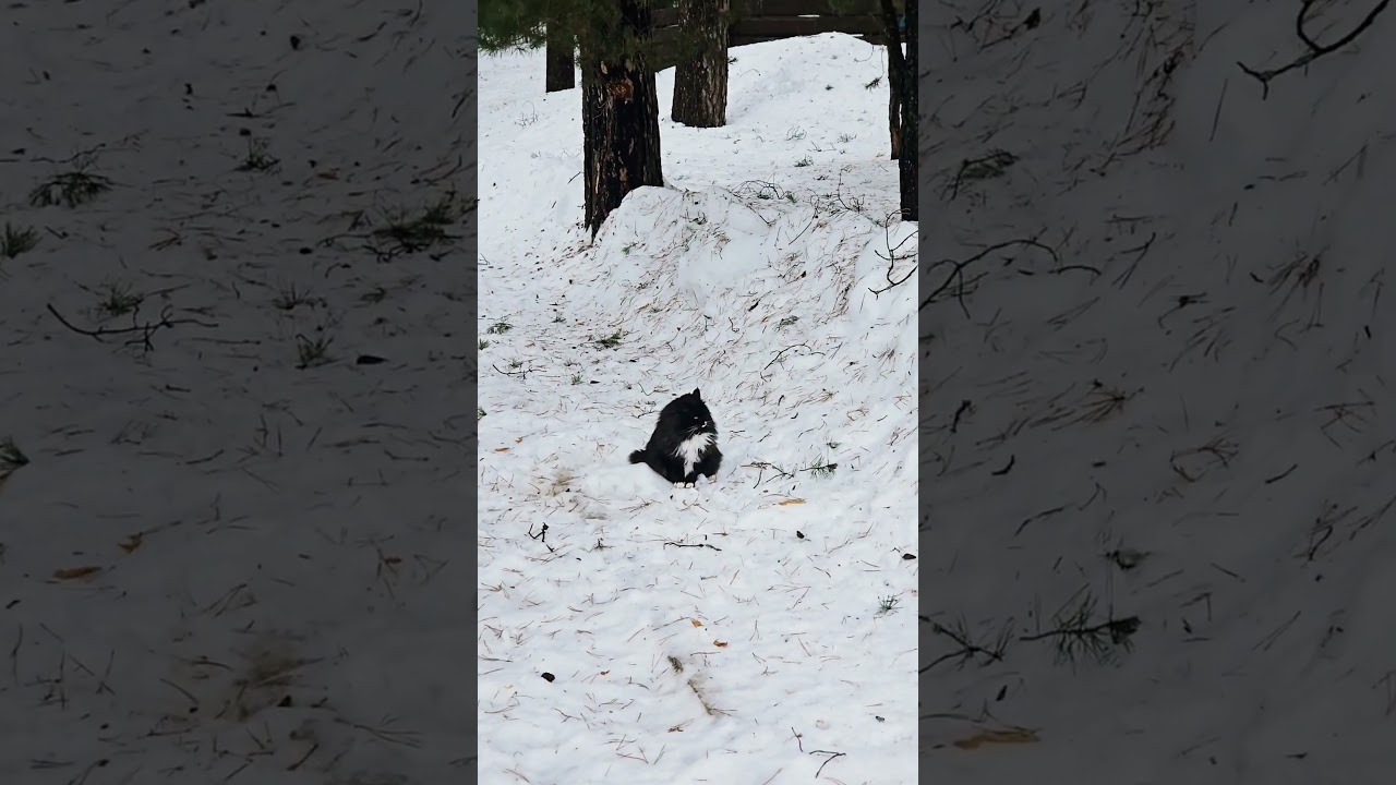 Сказочный кот в Яхонтах Таруса 