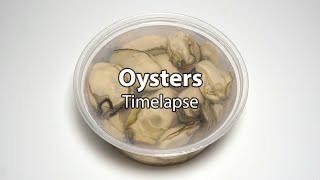 Oysters - Timelapse Entertainment