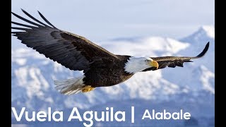 Video thumbnail of "Vuela Aguila- Tercer Cielo | Alabale (Con Letra)"