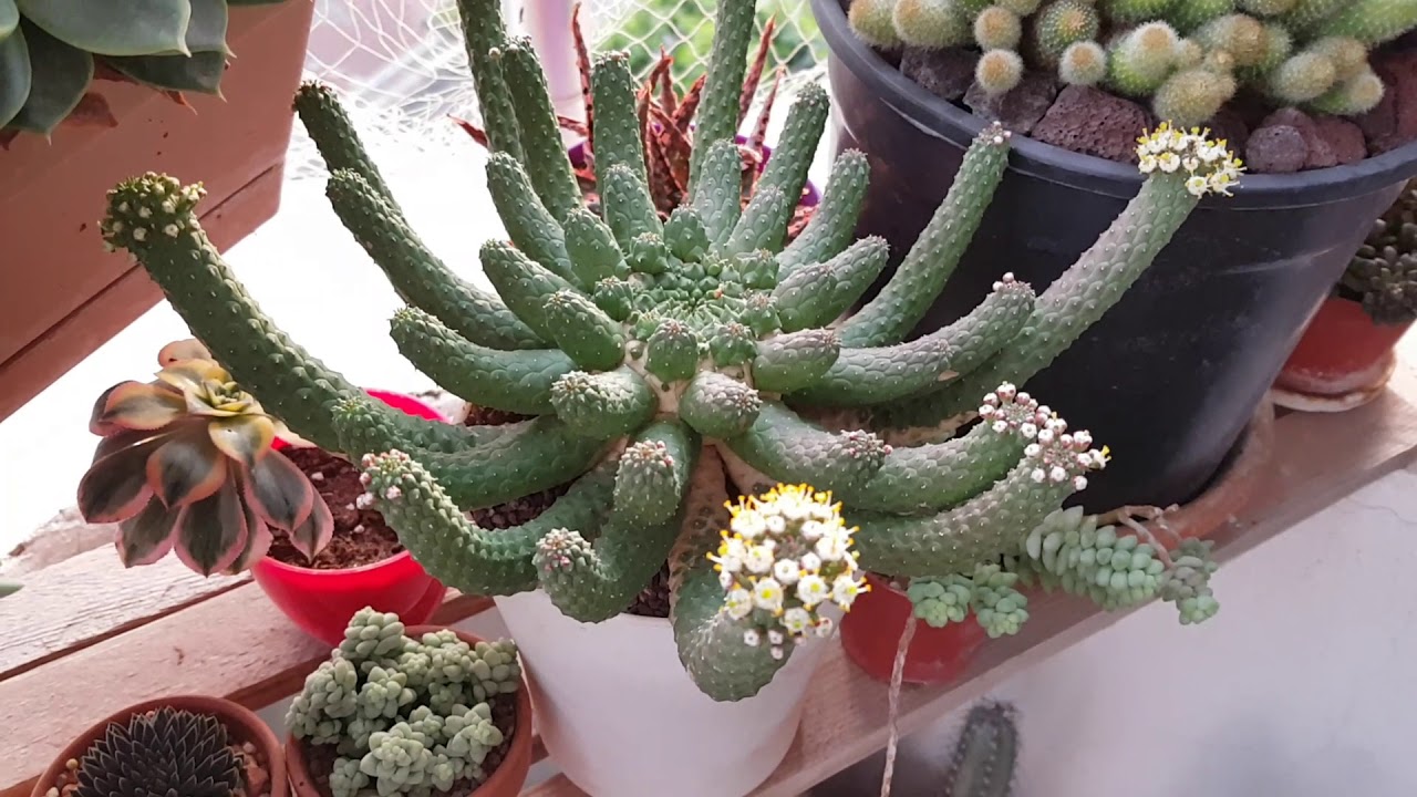 euphorbia esculenta flower - cacti - kakts iei - kakts