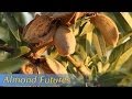 Growing California video series: Almond Futures