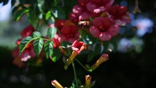 Dollar Stock Video | Bees Collecting Pollen from Flowers | 29.97fps HD 1080P