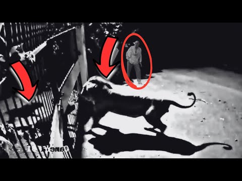 10 ثواني هما اللي انقذوا حارس المزرعه وكلابه البيتبول بعد ما الاسود كسرت عليهم الباب الحديد