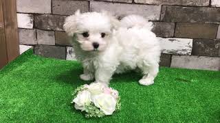 ☆恵那店 マルチーズ 1303853