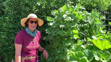 How to Harvest Pole Beans