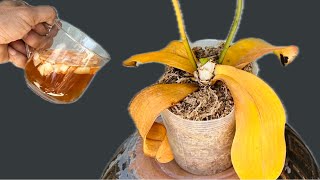 Pour a little on the orchid roots! Suddenly revived and blooms all year round