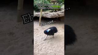 Download Lagu #KASUARI GAGAL TAMPIL🤣 #funnyanimal#birdslover#animalslover#zoo#animalshorts #birds#animalshorts MP3