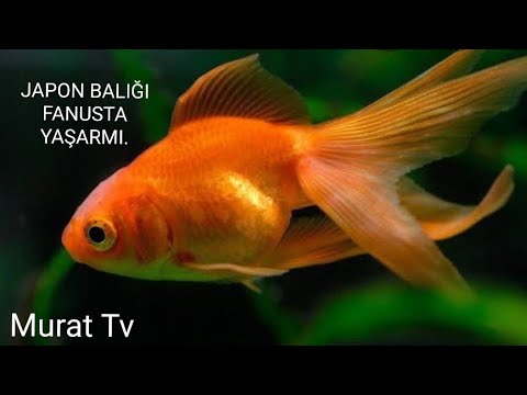 Cam Fanusta Japon Baligi Beslenir Mi Cam Fanus Nasil Temizlenir Japon Baliklari Bakimi Youtube