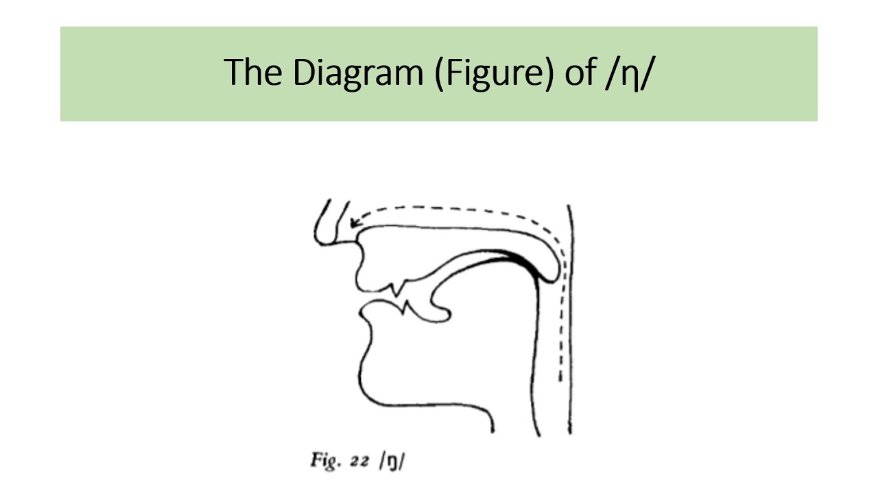 Nasal Consonants in English