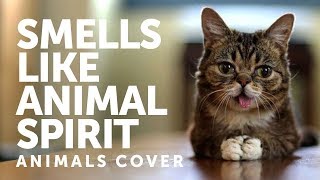 Nirvana  Smells Like Teen Spirit Animals Parody Cover