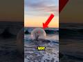 💀 He Risked His Life for Content… And It Went Wrong 🌊😱
