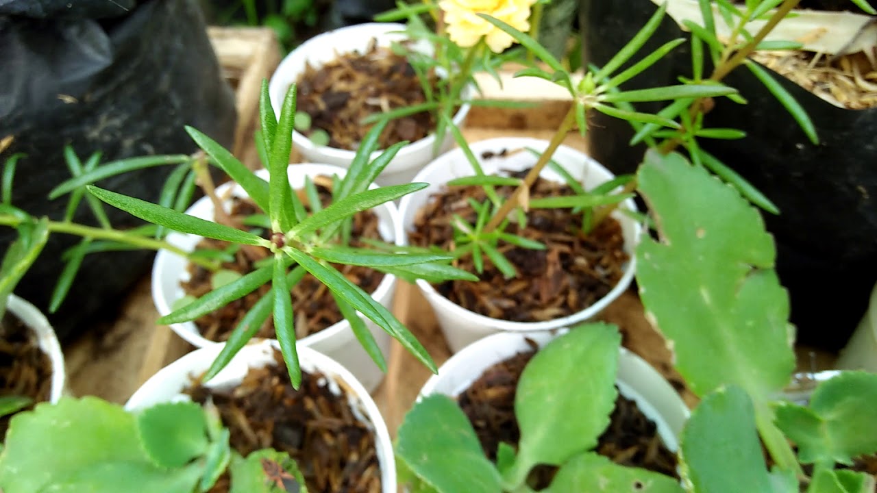 Krokot Mossrose Bunga Pukul Sembilan - YouTube