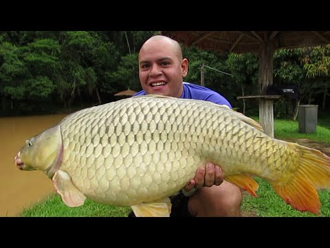 Carpa Húngara Gigante no Pesqueiro 63 em SP