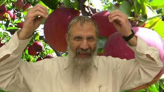 לפרשת שלח לך