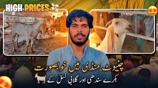 Chiniot Mandi High Prices 2026 | Sindhi & Gulabi Bakre Ke Rate Sun Kar shock 😮