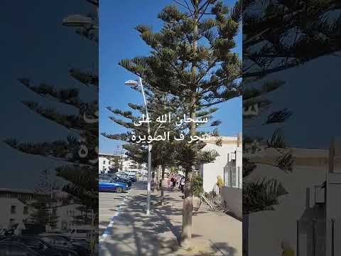 شجر الصنوبر بالصويرة عاجبو الحال