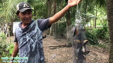 Giăng Lưới Cá Sặc Câu Cá Chóng Đói Mùa Dịch | Nhật Ký Vùng Quê #14