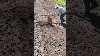 Choosing the Best Hoeing Tool for Your Garden: Types and Uses Explained!