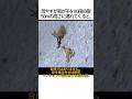 一歩で即死…恐怖の壁に隠された母親ヤギの「熱い母性愛」に涙が止まらない