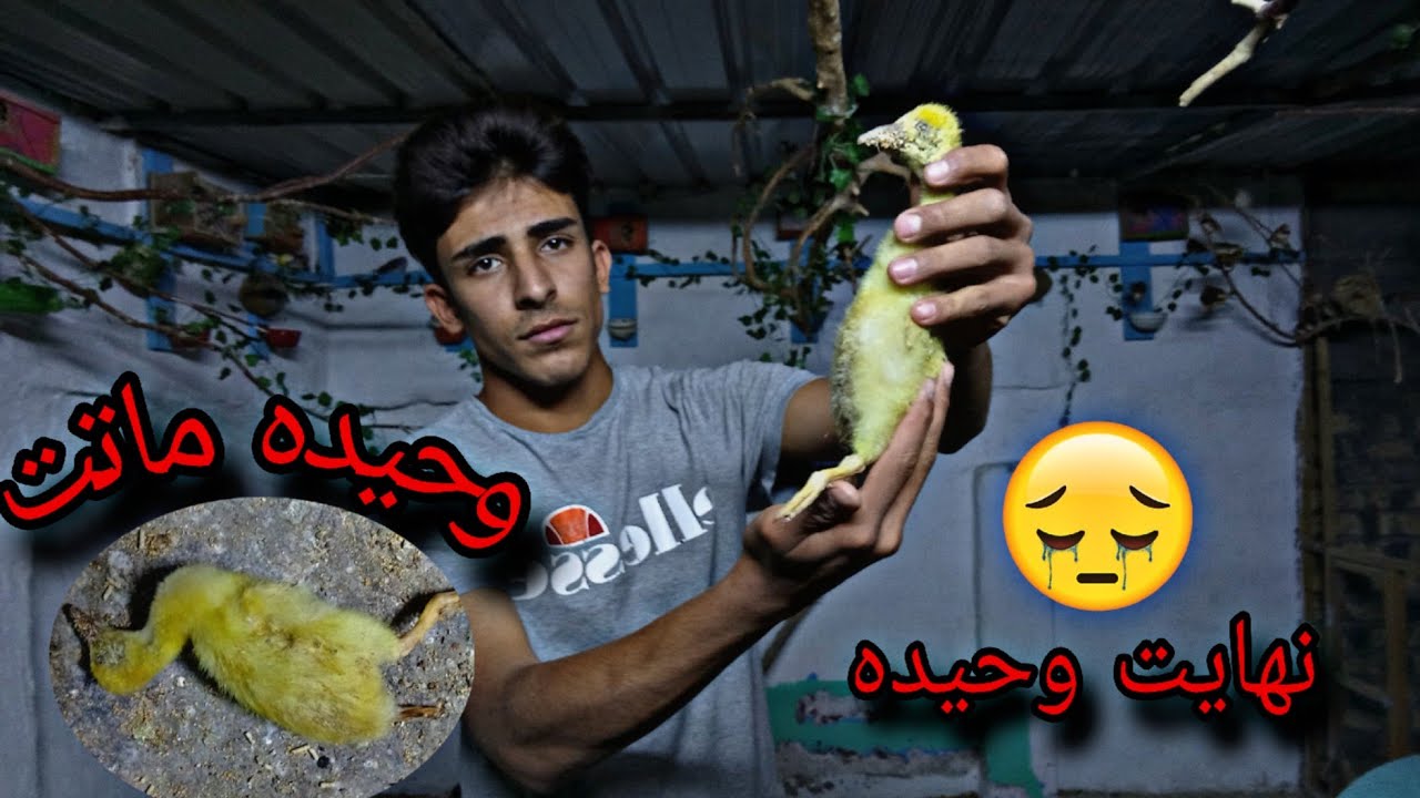 انتهى كل شيء😭